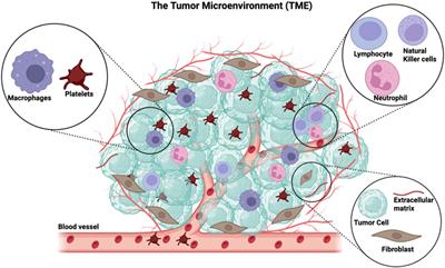 A role for platelets in metabolic reprogramming of tumor-associated macrophages